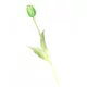 Gumi Tulipán szálas 40 cm - Zöld
