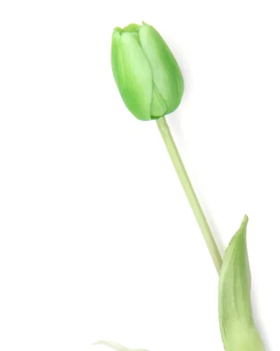 Gumi Tulipán szálas 40 cm - Zöld