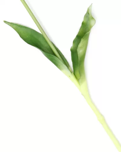 Gumi Tulipán szálas 40 cm - Zöld