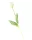 Gumi Tulipán szálas 40 cm - Fehér