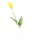 Gumi Tulipán szálas 40 cm - Sárga