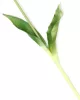 Gumi Tulipán szálas 40 cm - Mályva