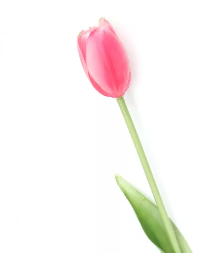 Gumi Tulipán szálas 40 cm - Pink