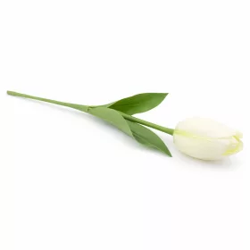   62 cm-es Krémfehér Selyem Tulipán – Élethű Hosszú Szárú Művirág Elegáns Dekorációhoz