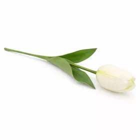   62 cm-es Krémfehér Selyem Tulipán – Élethű Hosszú Szárú Művirág Elegáns Dekorációhoz