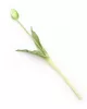 Gumi Tulipán szálas 39 cm - Zöld