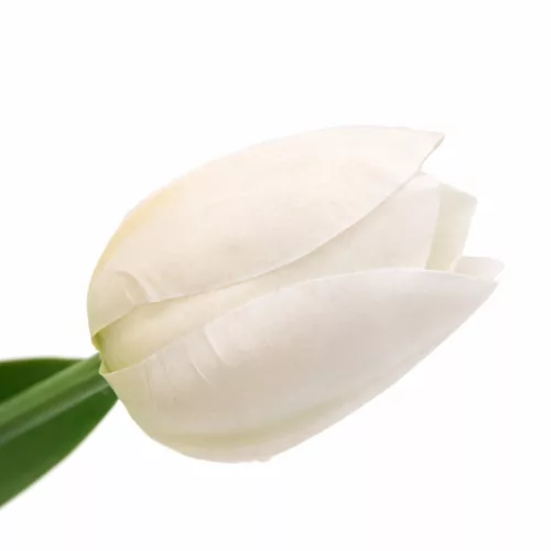Prémium 56 cm-es fehér műtulipán – vastag, stabil szilikon gumi dekor virág otthonra és rendezvényre