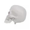 Halloween dekor koponya – 12 cm, élethű koponya dísz