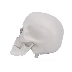 Halloween dekor koponya – 12 cm, élethű koponya dísz
