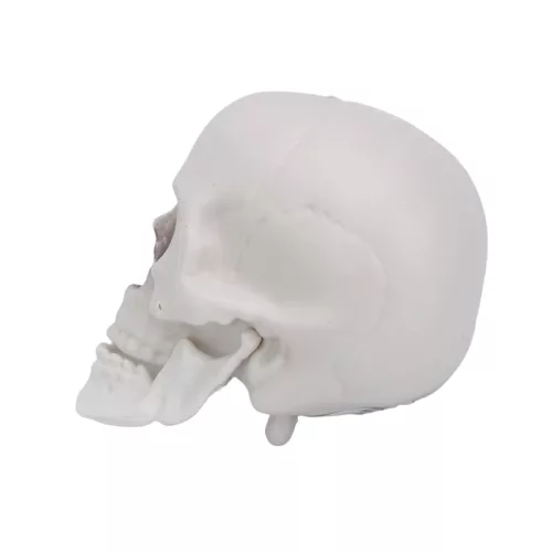 Halloween dekor koponya – 12 cm, élethű koponya dísz