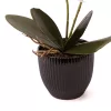 Mű Orchidea 2 szálasz kerámia virágtartóban 52 cm - fehér